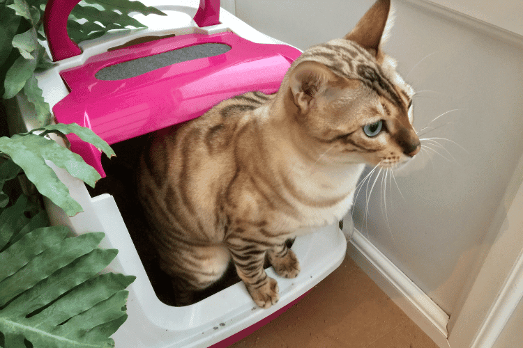 cat in a litter box