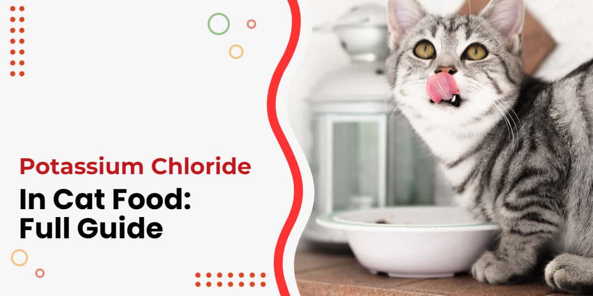 Everything You Need To Know About Potassium Chloride In Cat Food