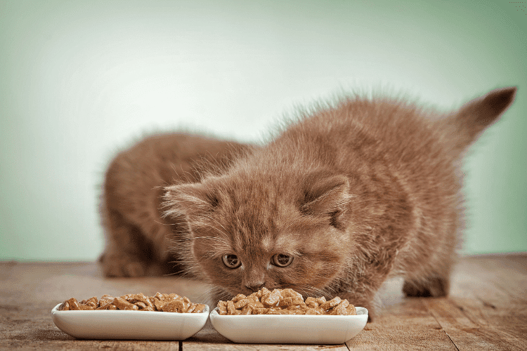 cat eating cat food