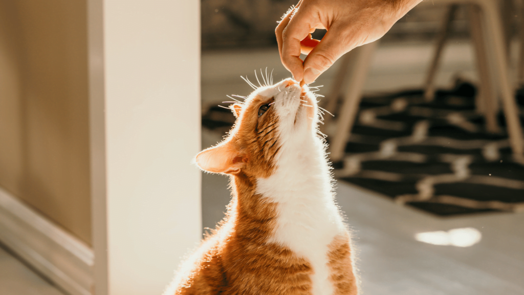 Cat getting treat