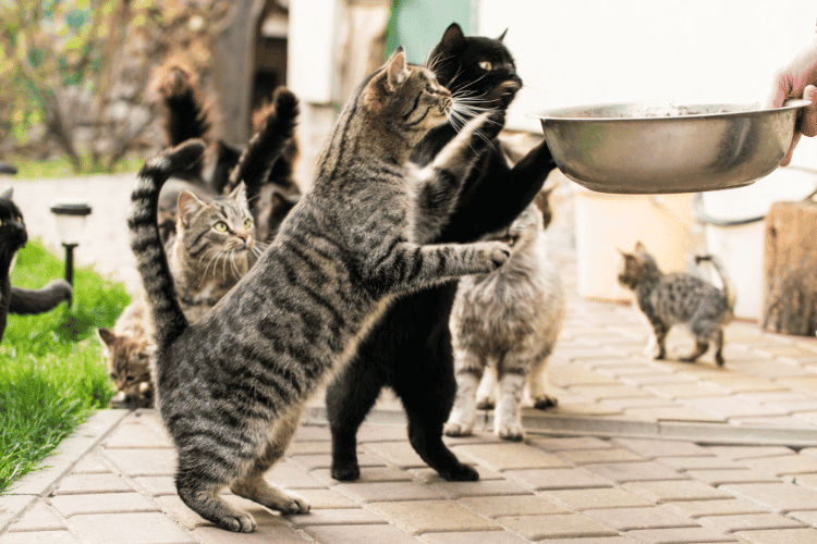 cats running to eat