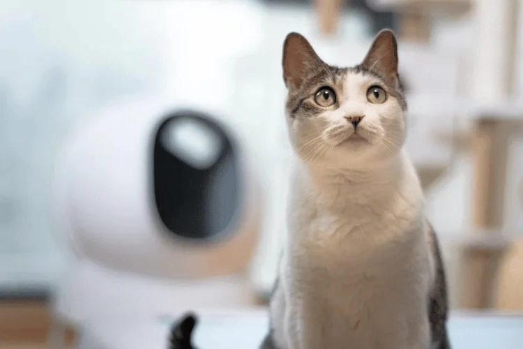 A cat with Aimicat litter in the background