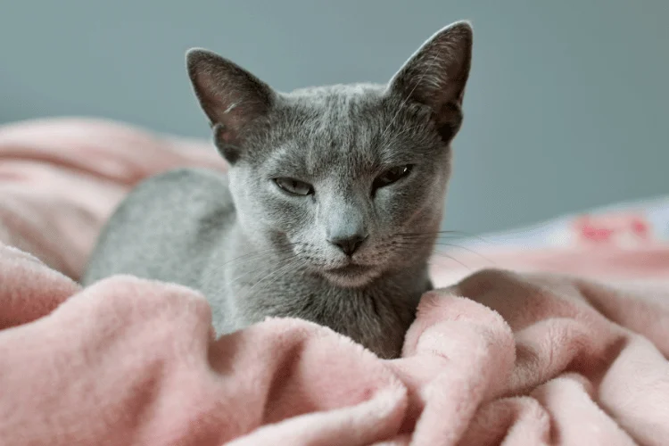 A gray kitten sitting on a pink blanket