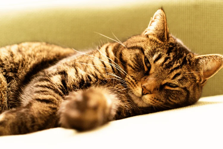 A tired cat lying on a coach