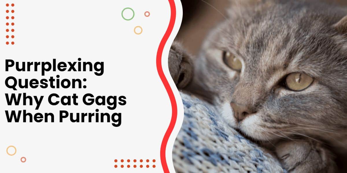 Cat Gags When Purring 7 Reasons And Explanations