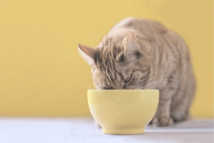Tabby cat eating from yellow bowl