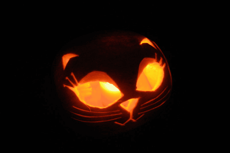 A kitten face carved on a pumpkin