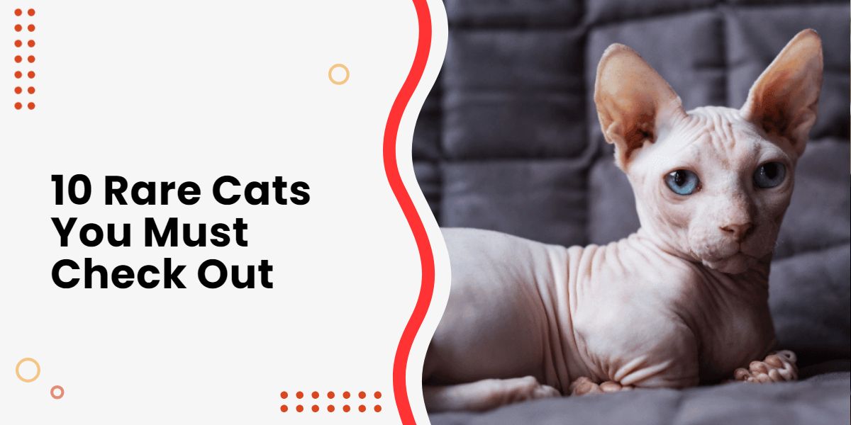10 Rare Cats You Must Check Out