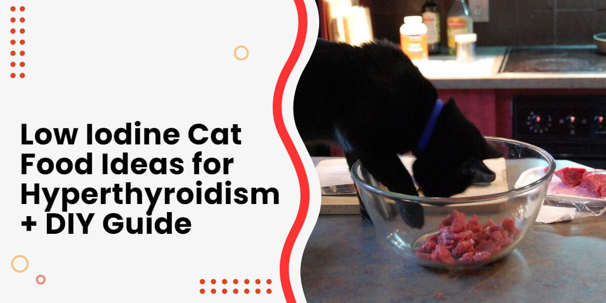 Best 5 Low Iodine Cat Food for Hyperthyroid Cats [2024]