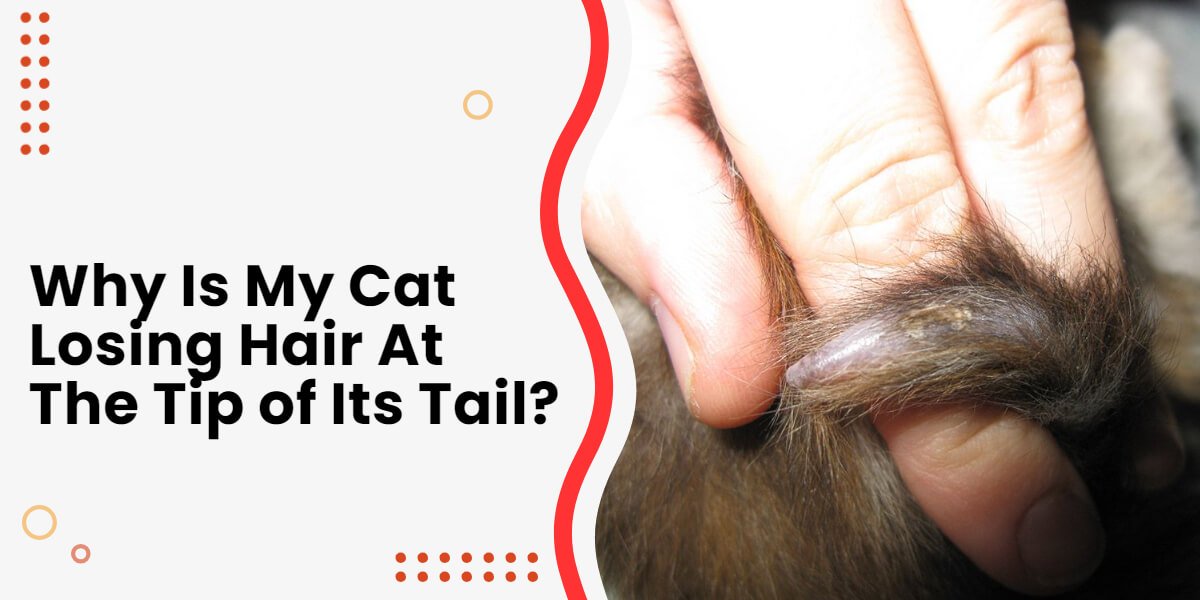Cat Tail Hair Loss at The Tip