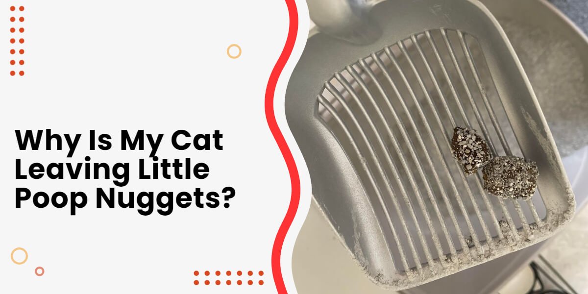 why is my cat leaving poop nuggets