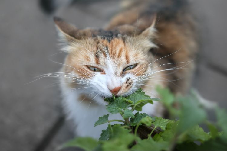 A cat eating catnip outside