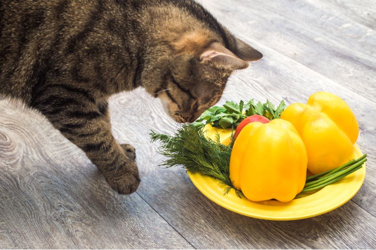 A cat sniffing vegetables herbs on a plate