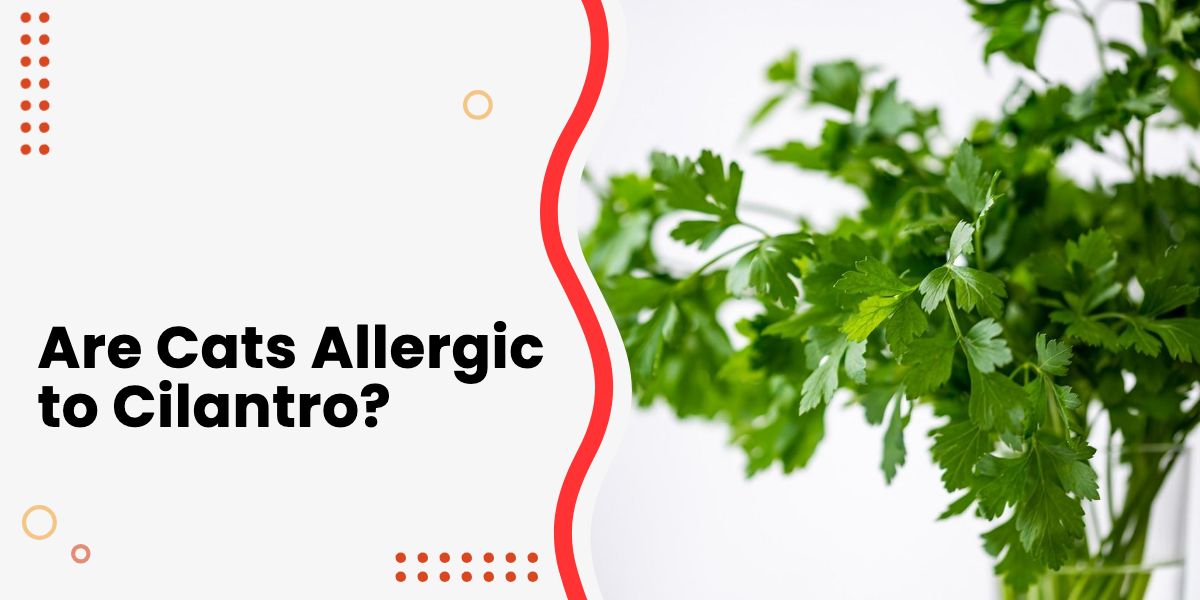 Are Cats Allergic to Cilantro? The Definitive Guide for Cat Owners