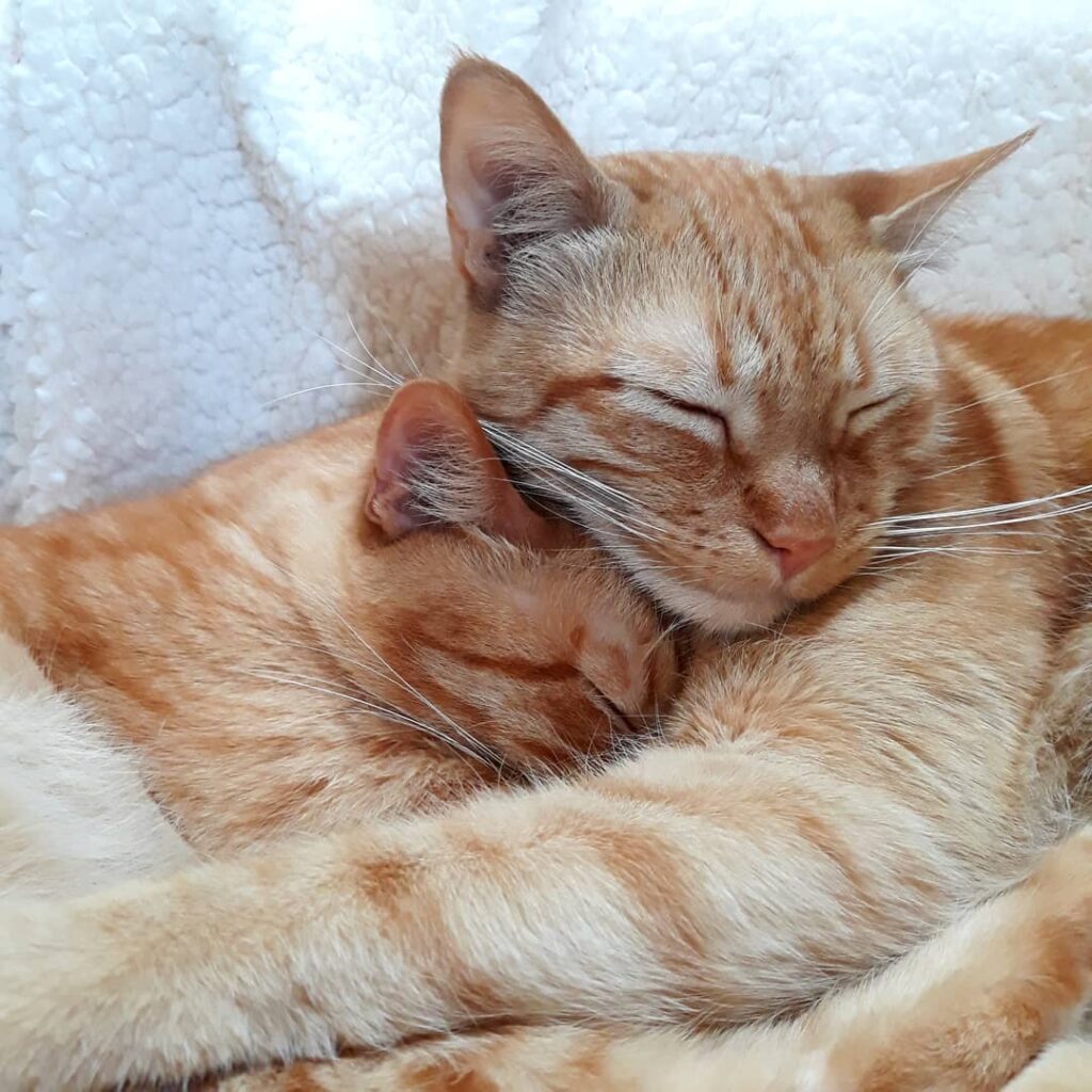 Cats Hugging & Cuddling