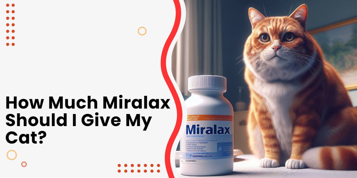 How Much Miralax for a 17-Pound Cat - Miralax for Cats
