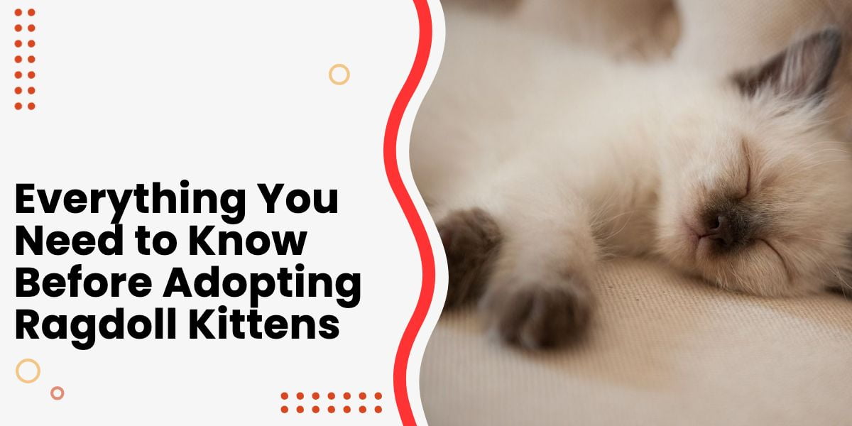Ragdoll Kitten Sleeping