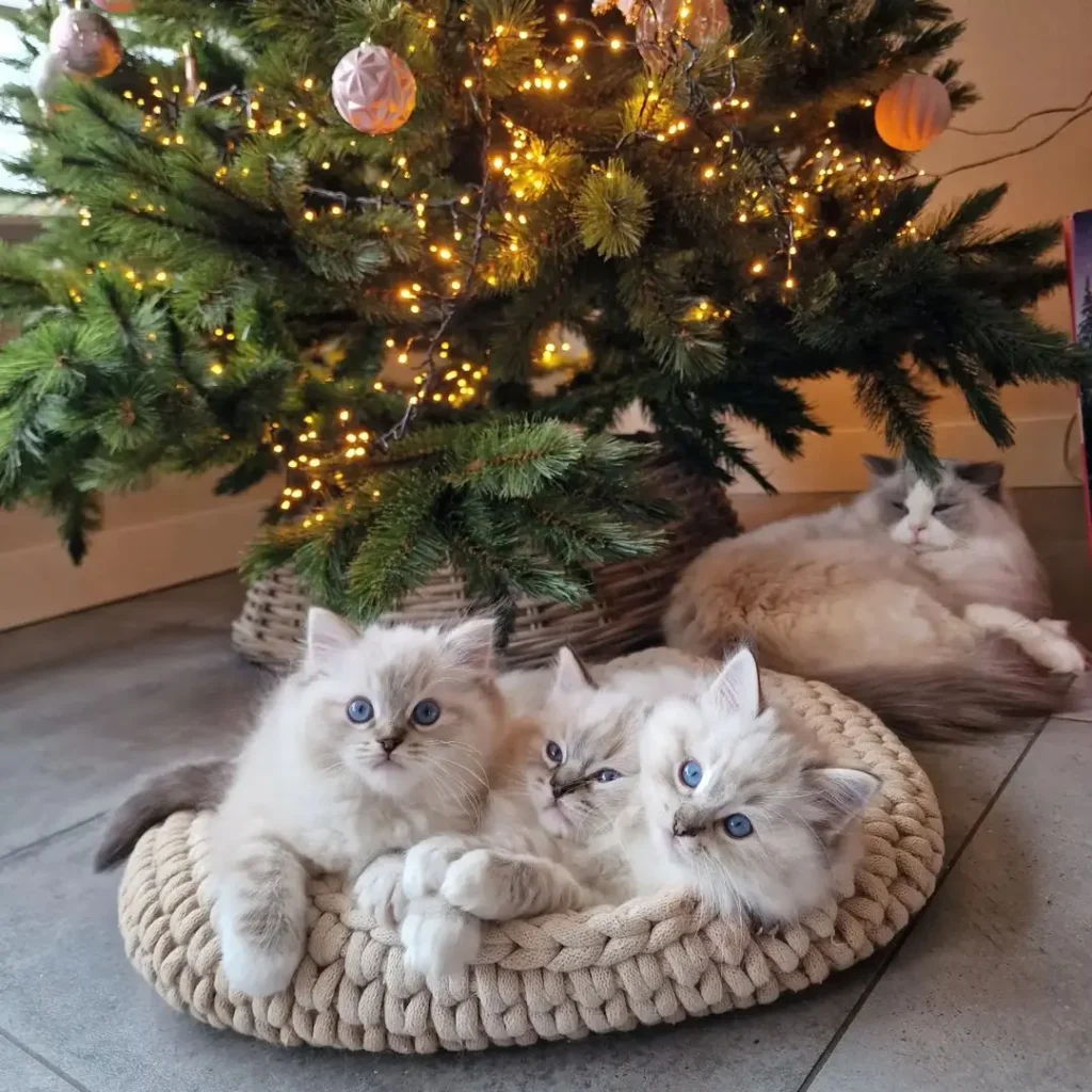 White Ragdoll kittens in a basket