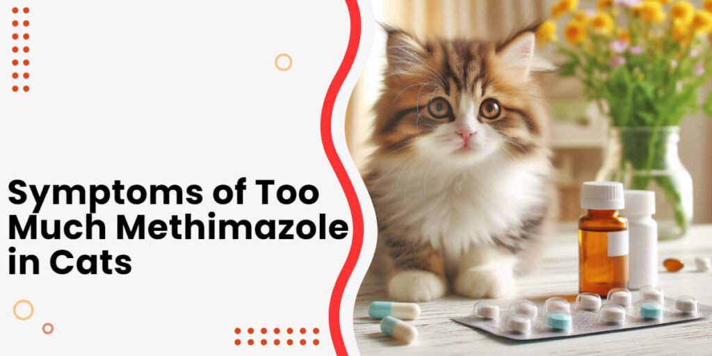 Symptoms of Too Much Methimazole in Cats | Raise a Cat