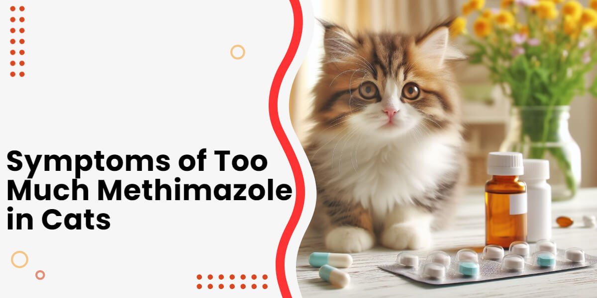 Symptoms of Too Much Methimazole in Cats