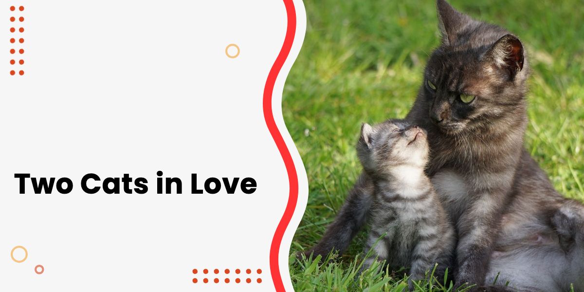 15 Super Adorable Pictures of Two Cats in Love