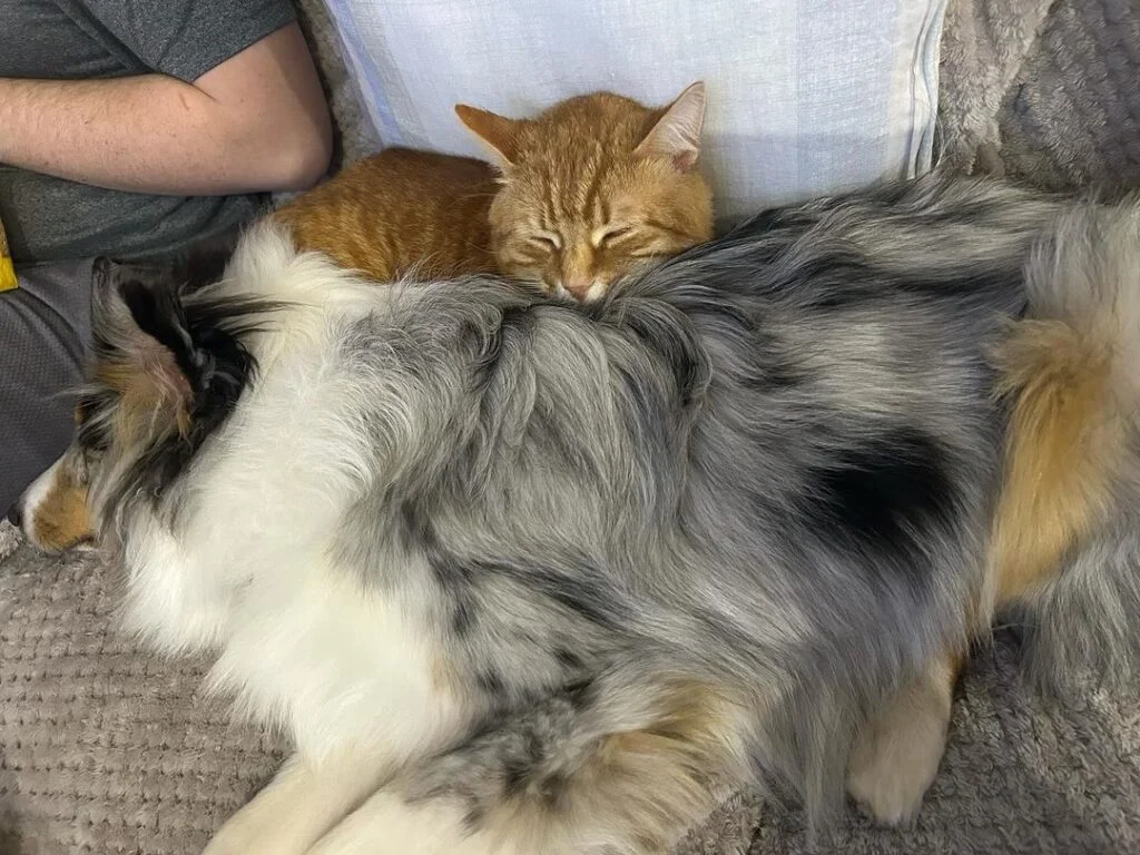 A cat and dog sleeping comfortable on a couch