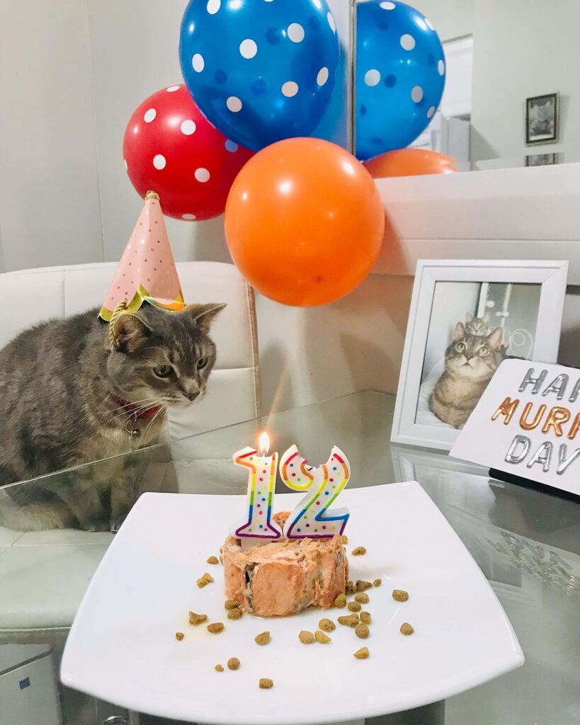 Spoil Your Cat on Her Big Day: 8 Fun and Easy Birthday Cake for Cats ...