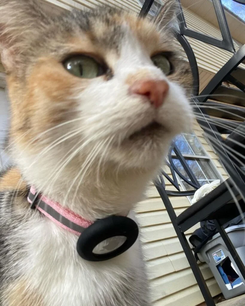 Apple AirTag GPS Cat Collar