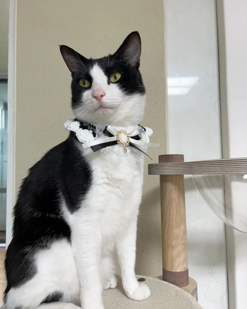 A cat in a stylish black-and-white collar