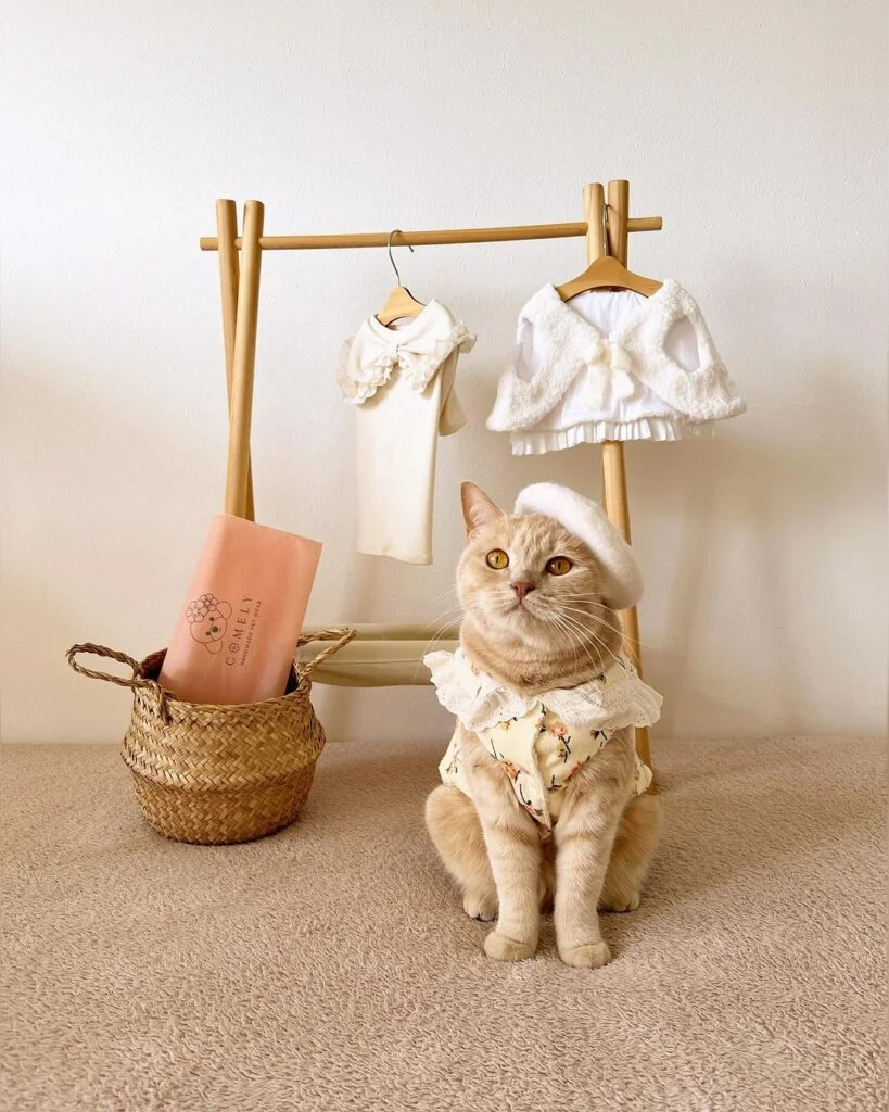 Adorable cat in a small floral outfit with a bug white collar