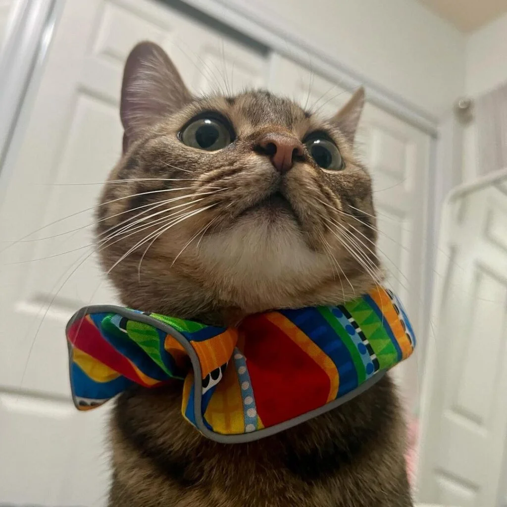 Colorful 'Birds Be Safe' Cat Collar