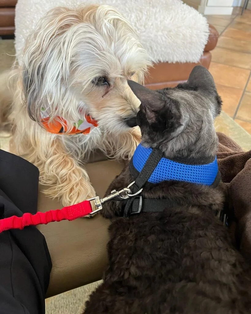 A black cat and white dog getting introduced to each other