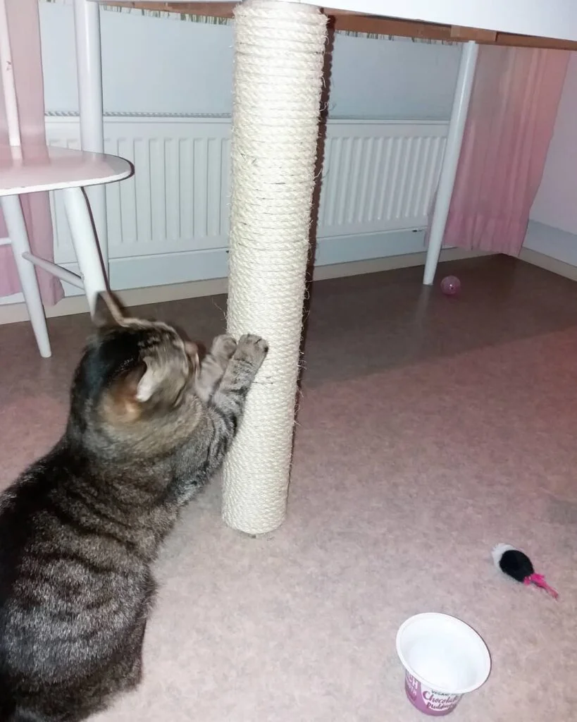 Pattern Paper Roll Cat Scratcher