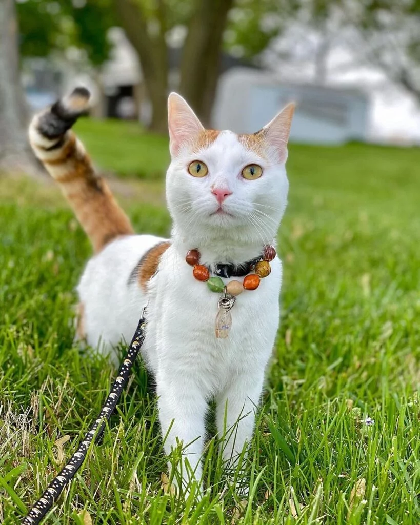 Beaded Pearl and Crystal Cat Collar