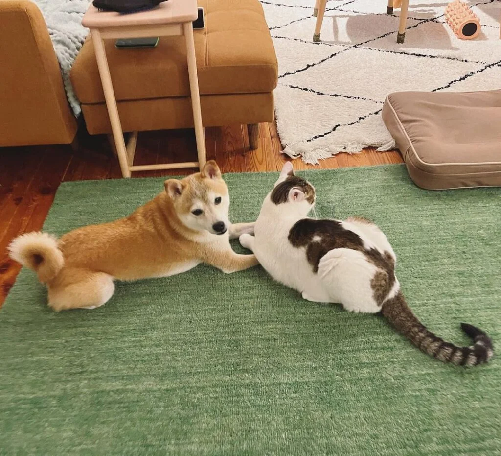 A cat and dog seem uninterested while meeting each other
