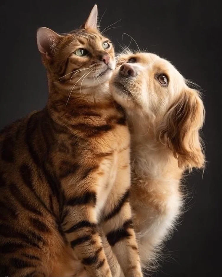 A cat and dog hugging each other in a photoshoot