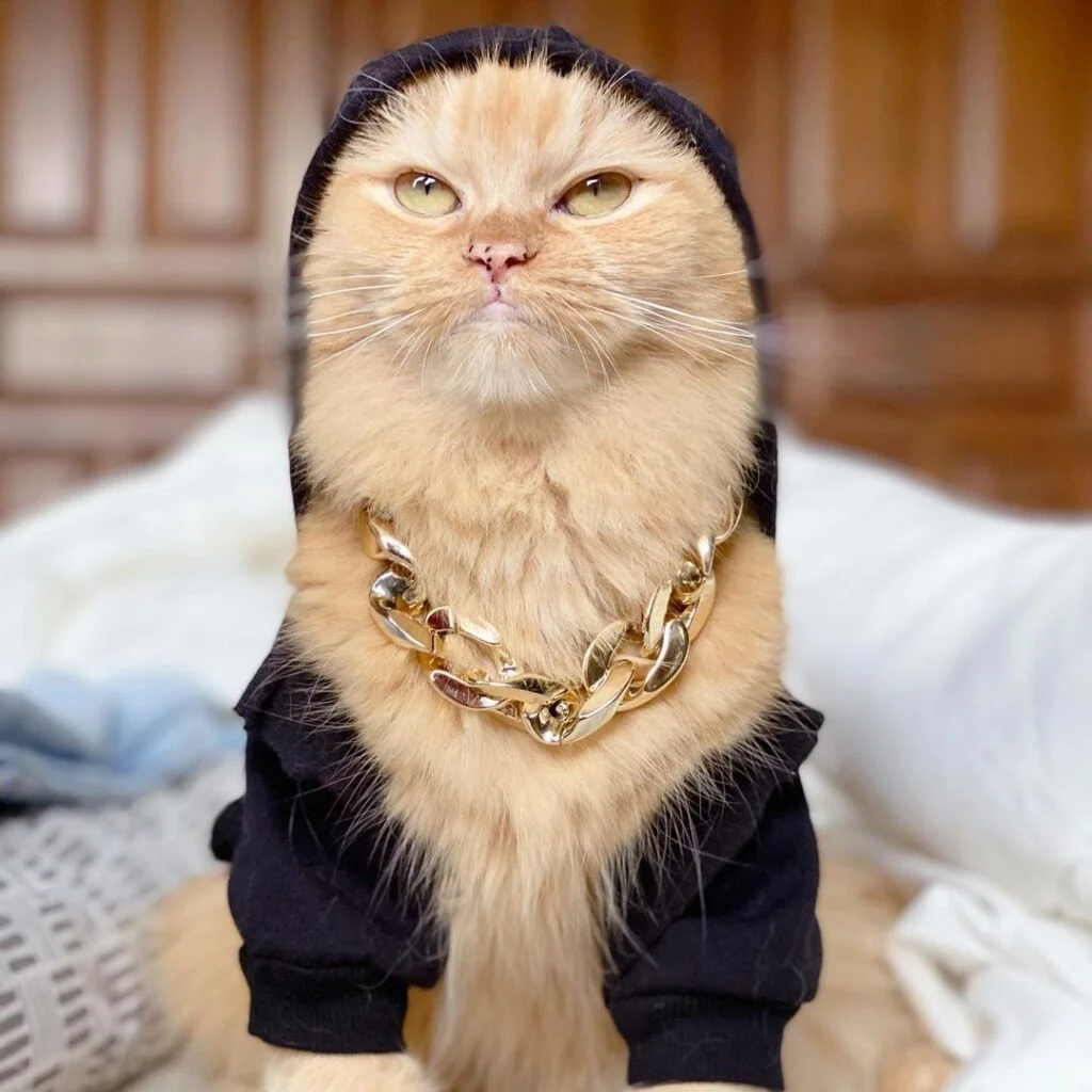 A grumpy cat in a mini black hoodie and gold chain