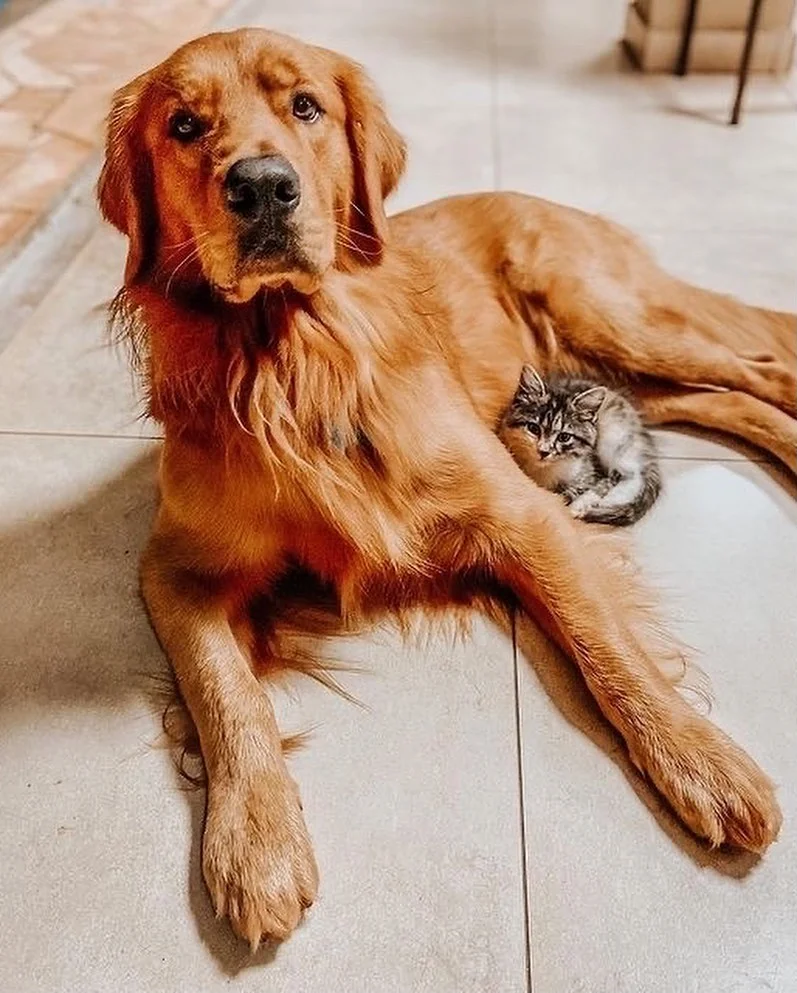 A small kitten laying next to a large golden retriever