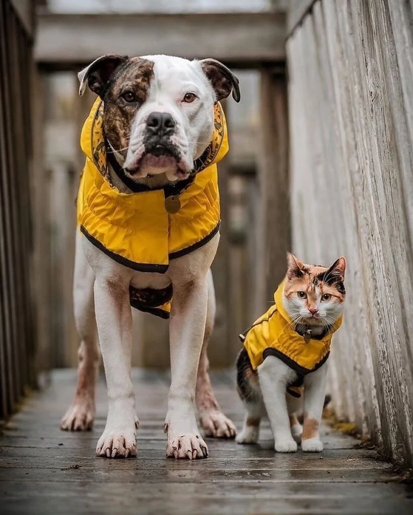 A cat and dog that look alike wearing matching yellow rain coats