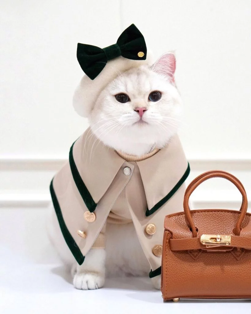 A kitty in a classy beige jacket and hat
