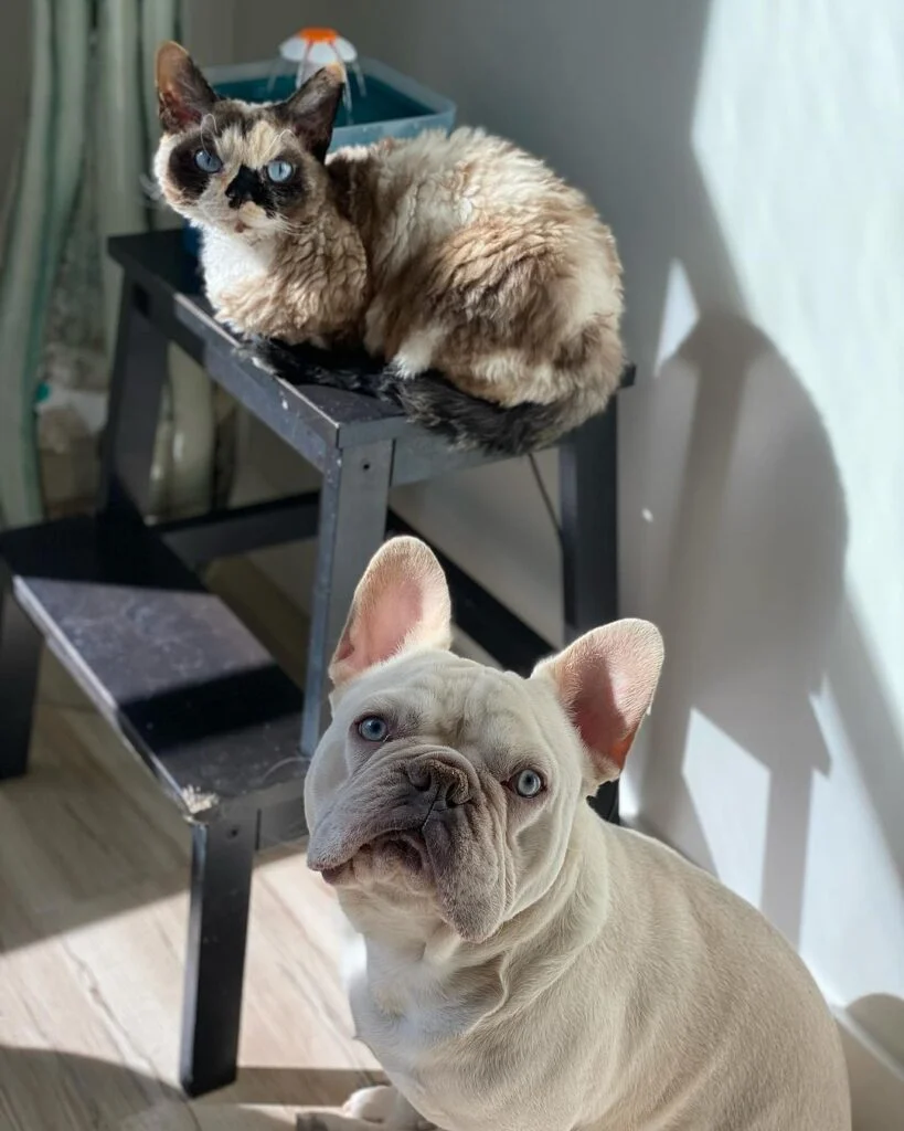 A bulldog and his cat best friend sitting next to a window in the sunlight