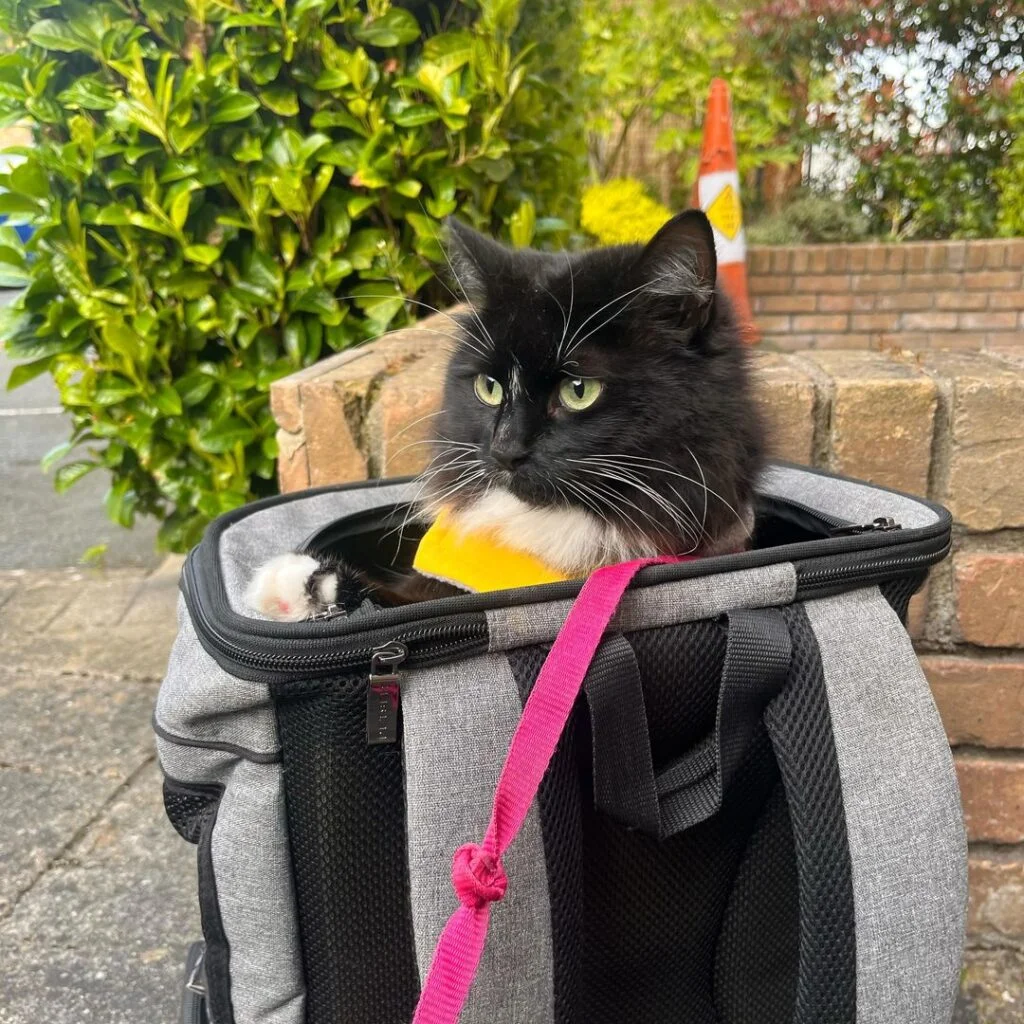 Four-Sided Mesh Cat Backpack Carrier