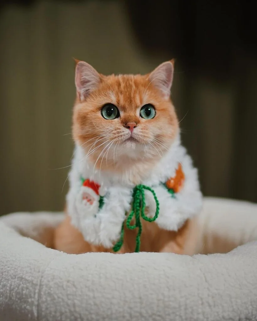 Shoulder Draping Cat Jacket