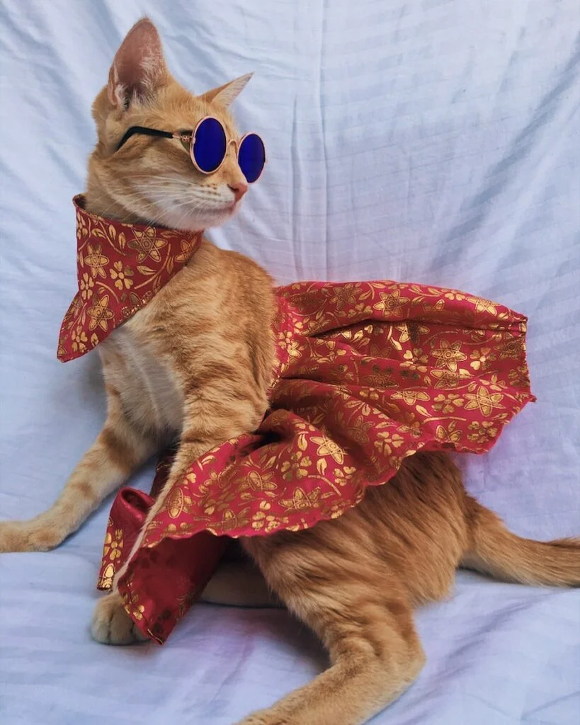A cat in a red and silver skirt and scarf with tiny sunglasses