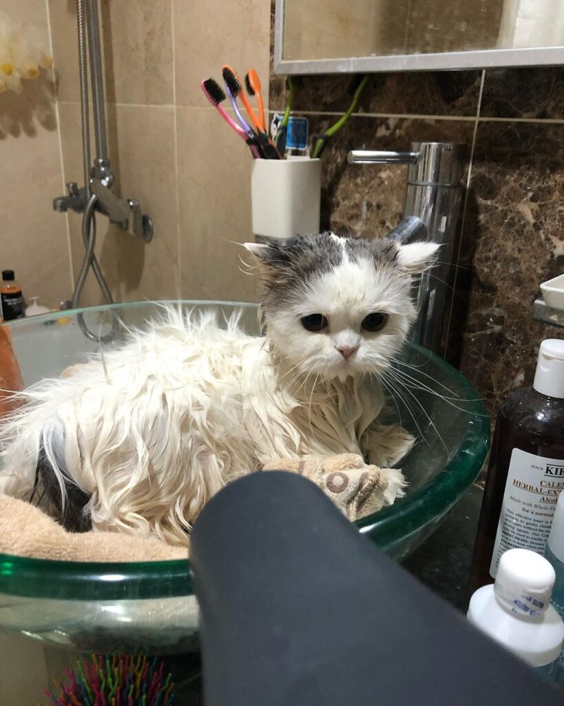 Blow-dry your cat’s fur after a bath