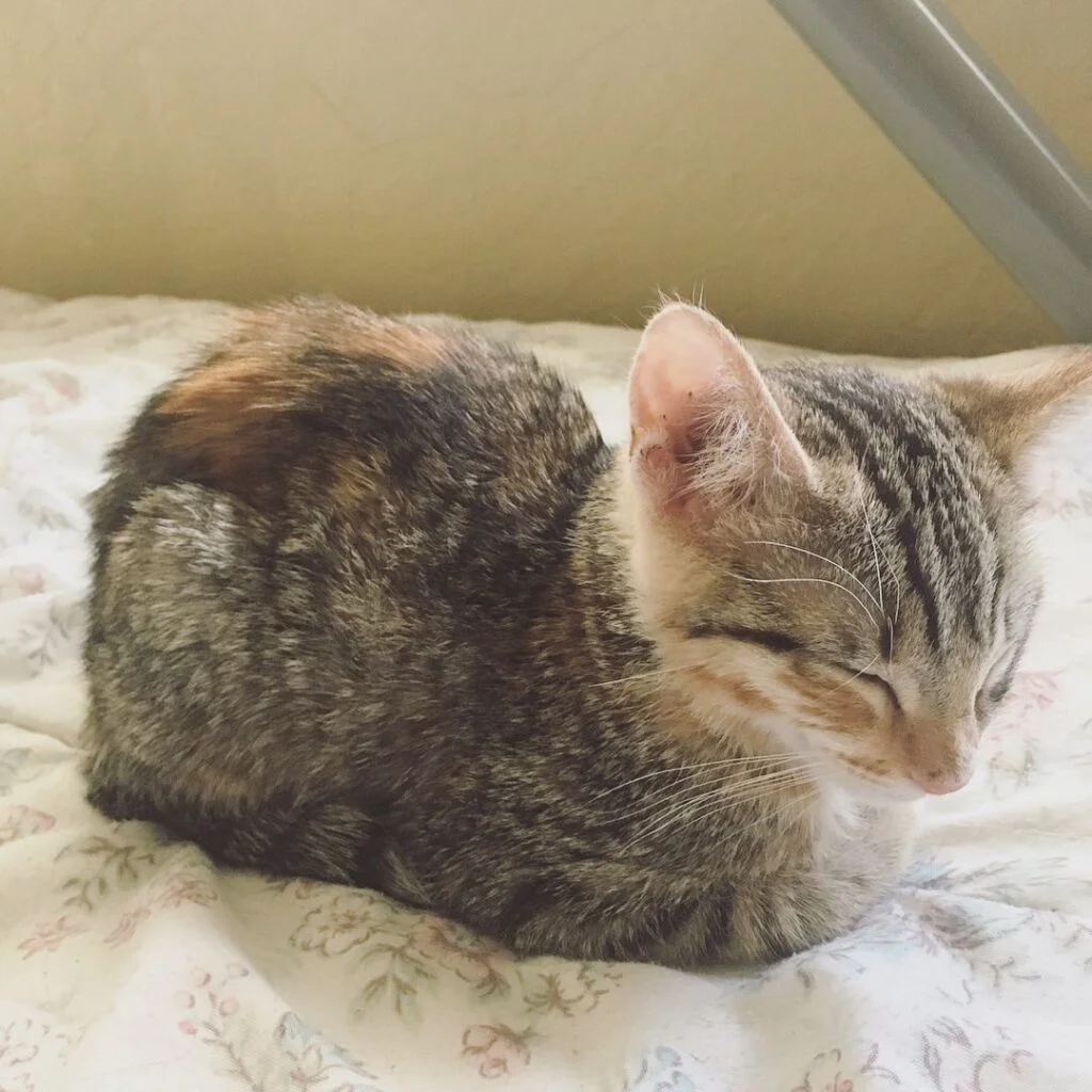 Grey cat sleeping in a croissant position