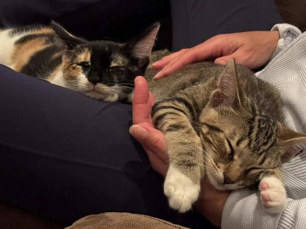 2 cats cuddling on someone's lap