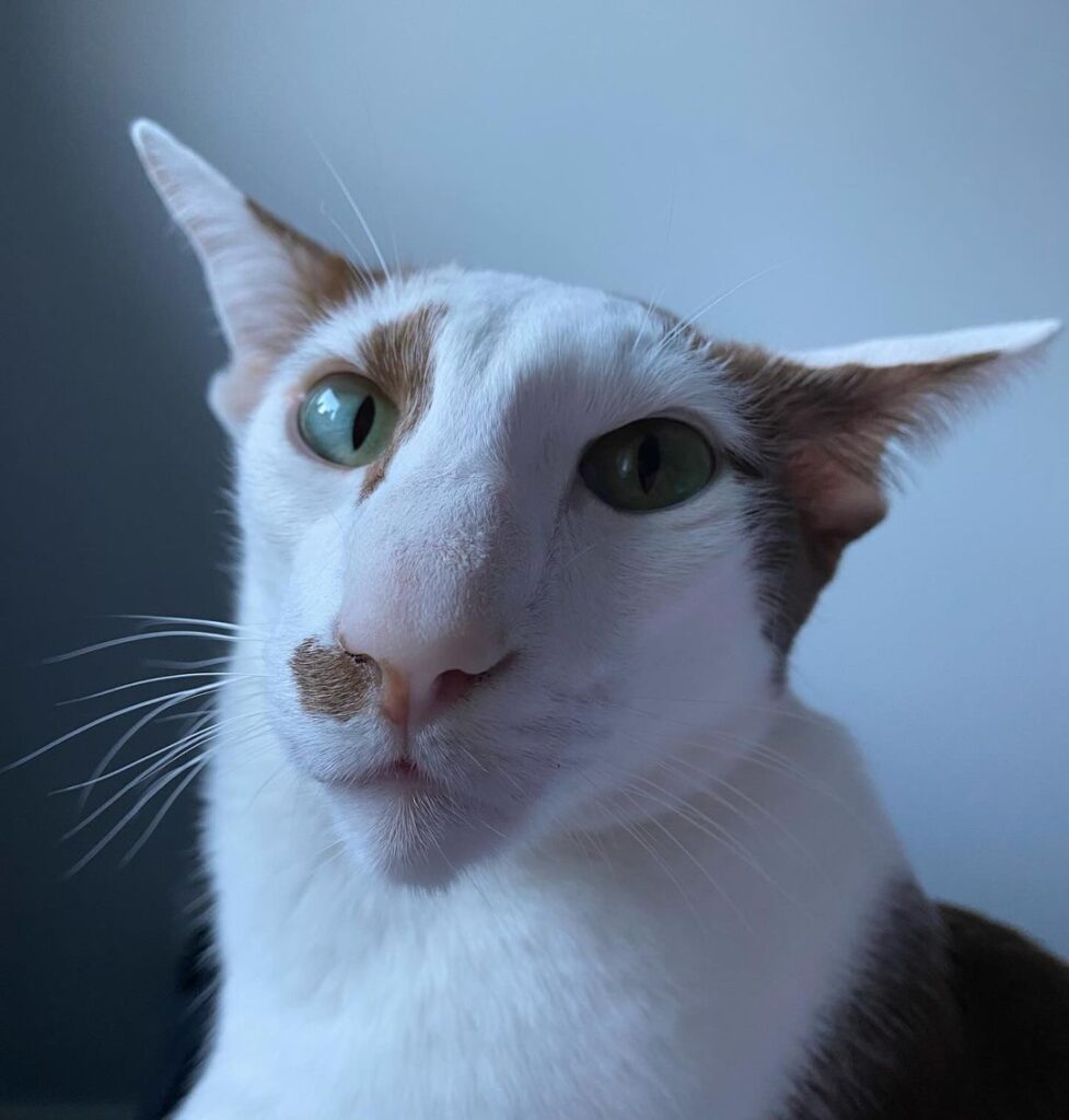 Close up of a cat's face