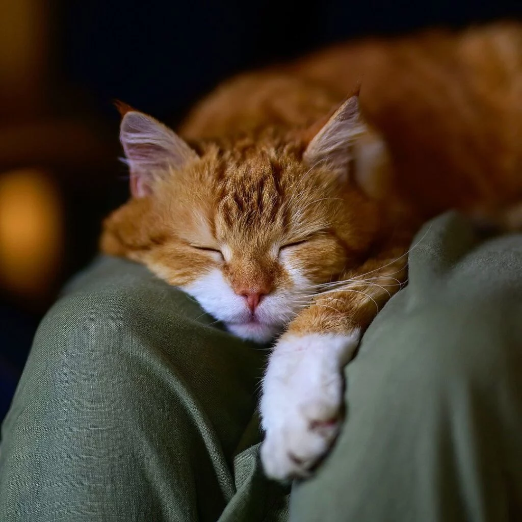A ginger cat sleeping on someone's lap