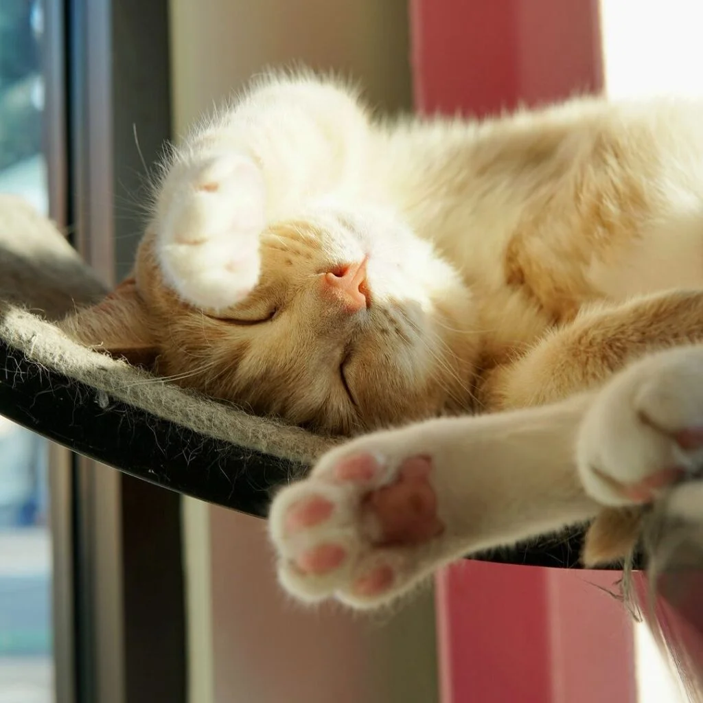 A cat sleeping on on furniture in the sun